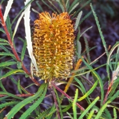 Banksia spinulosa var. cunninghamii (Hairpin Banksia) at Yambulla State Forest - 1 May 1998 by BettyDonWood