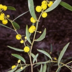 Acacia verniciflua (Varnish Wattle) at Yambulla State Forest - 5 Aug 1998 by BettyDonWood