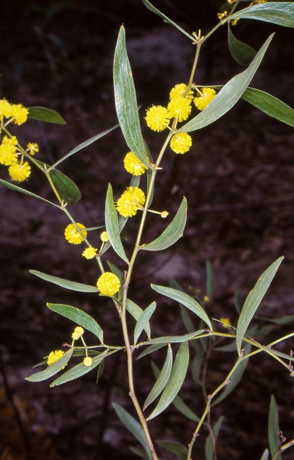 Acacia verniciflua at Yambulla, NSW - 6 Aug 1998