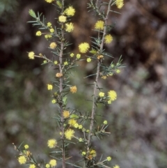 Acacia aculeatissima (Snake Wattle) at Nadgee, NSW - 24 Oct 1997 by BettyDonWood