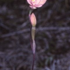 Thelymitra rubra (Salmon Sun Orchid) at Nadgee, NSW - 24 Oct 1997 by BettyDonWood