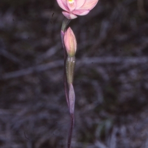 Thelymitra rubra at Nadgee, NSW - 25 Oct 1997