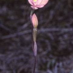 Thelymitra rubra (Salmon Sun Orchid) at Nadgee State Forest - 24 Oct 1997 by BettyDonWood