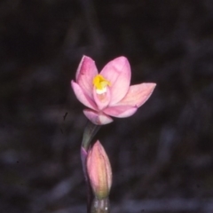 Thelymitra rubra at Nadgee, NSW - suppressed