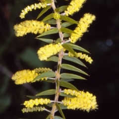 Acacia oxycedrus (Spike Wattle) at Nadgee, NSW - 7 Jul 1997 by BettyDonWood