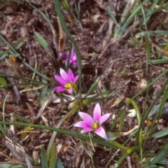 Romulea rosea var. australis (Onion Grass) at Timbillica, NSW - 19 Sep 1998 by BettyDonWood