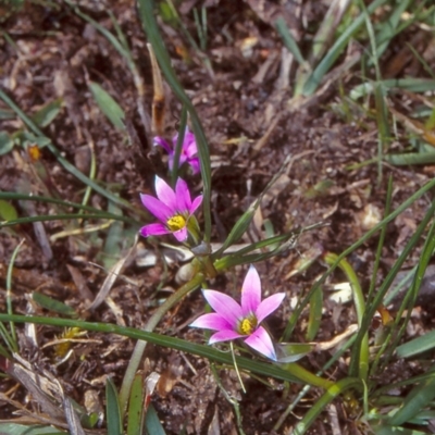 Romulea rosea var. australis (Onion Grass) at Timbillica, NSW - 20 Sep 1998 by BettyDonWood
