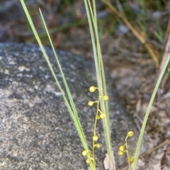 Lomandra filiformis subsp. filiformis (Wattle Matrush) at Nadgee, NSW - 23 Oct 1998 by BettyDonWood