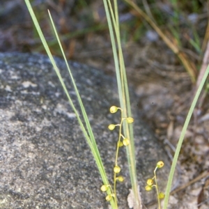 Lomandra filiformis subsp. filiformis at Nadgee, NSW - 23 Oct 1998