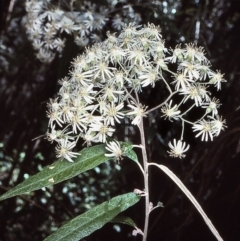 Olearia lirata (Snowy Daisybush) at Nadgee, NSW - 25 Oct 1997 by BettyDonWood