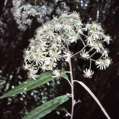 Olearia lirata (Snowy Daisybush) at Nadgee, NSW - 25 Oct 1997 by BettyDonWood