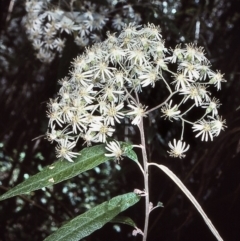 Olearia lirata (Snowy Daisybush) at Nadgee State Forest - 24 Oct 1997 by BettyDonWood