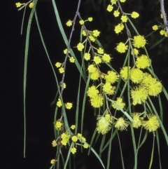 Acacia cognata (Bower Wattle, River Wattle) at Nadgee, NSW - 25 Aug 1997 by BettyDonWood