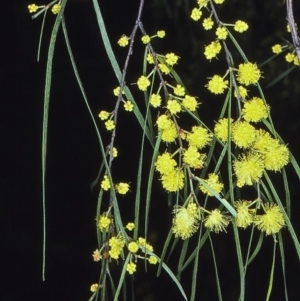 Acacia cognata at Nadgee, NSW - 26 Aug 1997