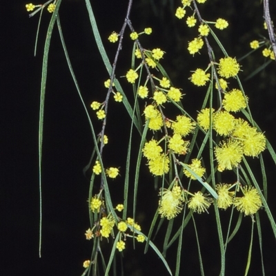 Acacia cognata (Bower Wattle, River Wattle) at Nadgee, NSW - 26 Aug 1997 by BettyDonWood