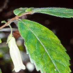 Fieldia australis at Nadgee State Forest - 14 Feb 1998 by BettyDonWood