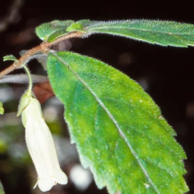 Fieldia australis at Nadgee State Forest - 14 Feb 1998 by BettyDonWood