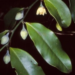 Eupomatia laurina (bolwarra) at Nadgee, NSW - 15 Feb 1998 by BettyDonWood