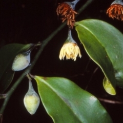 Eupomatia laurina at Nadgee, NSW - 15 Feb 1998