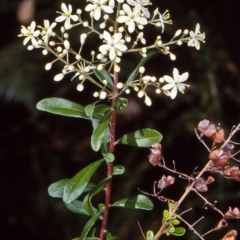 Bursaria spinosa subsp. spinosa (Blackthorn, Boxthorn) at Nadgee State Forest - 24 Nov 1997 by BettyDonWood