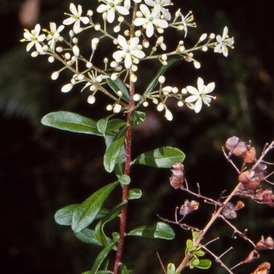 Bursaria spinosa subsp. spinosa (Blackthorn, Boxthorn) at Nadgee, NSW - 24 Nov 1997 by BettyDonWood