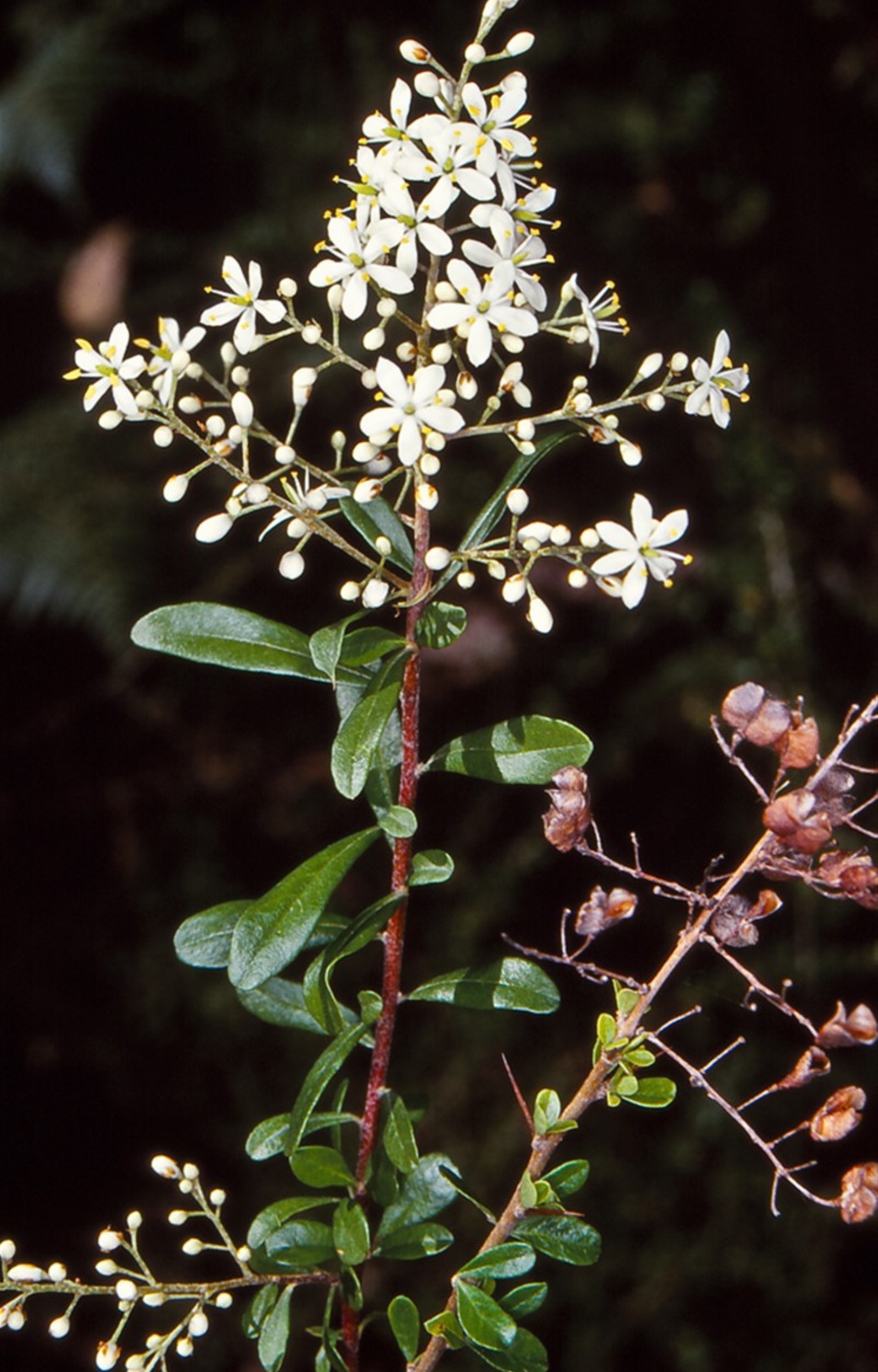 Bursaria spinosa subsp. spinosa at Nadgee, NSW - 25 Nov 1997 12:00 AM