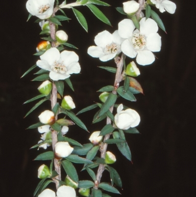 Leptospermum scoparium (Tea Tree) at Nadgee, NSW - 5 Jan 1998 by BettyDonWood