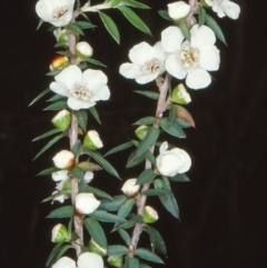 Leptospermum scoparium (Broom Teatree) at Nadgee Nature Reserve - 5 Jan 1998 by BettyDonWood