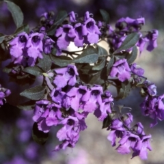 Prostanthera ovalifolia (Purple Mintbush) at Nadgee, NSW - 25 Oct 1997 by BettyDonWood