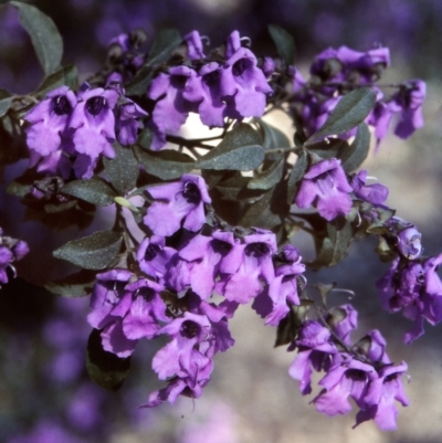 Prostanthera ovalifolia (Purple Mintbush) at Nadgee, NSW - 25 Oct 1997 by BettyDonWood