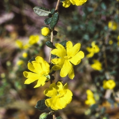 Hibbertia aspera subsp. aspera at Nadgee, NSW - 20 Sep 1998 by BettyDonWood