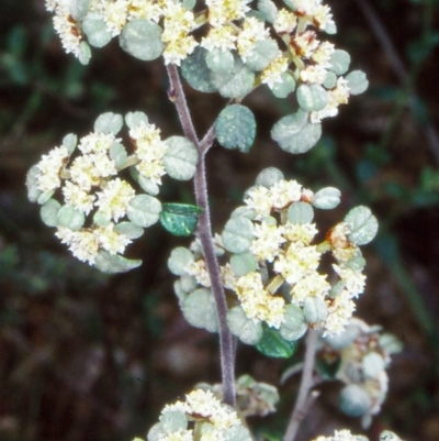 Spyridium parvifolium (Dusty Miller) at Mallacoota, VIC - 19 Sep 1998 by BettyDonWood