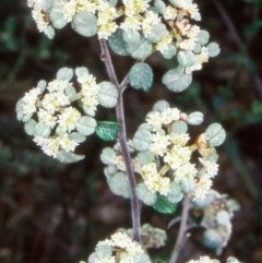 Spyridium parvifolium (Dusty Miller) at Mallacoota, VIC - 19 Sep 1998 by BettyDonWood
