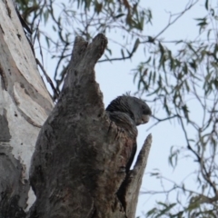 Callocephalon fimbriatum (Gang-gang Cockatoo) at Hughes, ACT - 23 Dec 2018 by JackyF