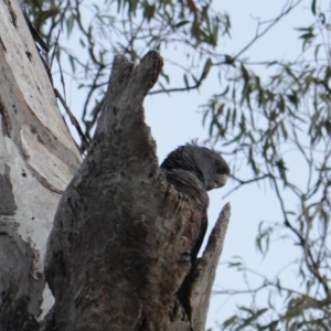 Callocephalon fimbriatum at Hughes, ACT - 23 Dec 2018