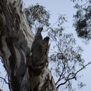 Callocephalon fimbriatum at Hughes, ACT - 23 Dec 2018