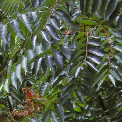 Ailanthus altissima (Tree-of-Heaven) at Bodalla, NSW - 10 Dec 1996 by BettyDonWood