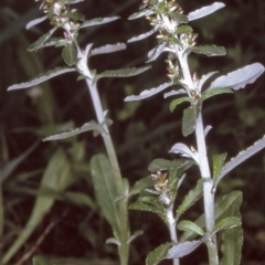 Gamochaeta coarctata (Gray Everlasting) at Bodalla, NSW - 11 Dec 1996 by BettyDonWood