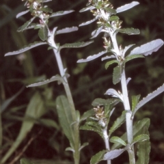 Gamochaeta coarctata (Gray Everlasting) at Bodalla, NSW - 10 Dec 1996 by BettyDonWood