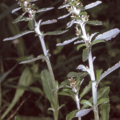 Gamochaeta coarctata (Gray Everlasting) at Bodalla, NSW - 11 Dec 1996 by BettyDonWood