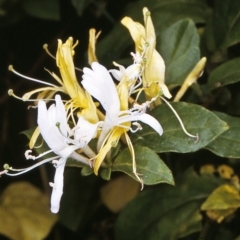 Lonicera japonica (Japanese Honeysuckle) at Bodalla, NSW - 11 Dec 1996 by BettyDonWood