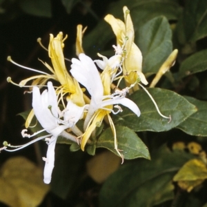 Lonicera japonica at undefined - 11 Dec 1996