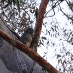 Callocephalon fimbriatum (Gang-gang Cockatoo) at Hughes, ACT - 23 Dec 2018 by JackyF