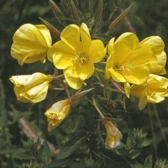 Oenothera glazioviana (Reddish Evening-primrose) at Bodalla, NSW - 11 Dec 1996 by BettyDonWood