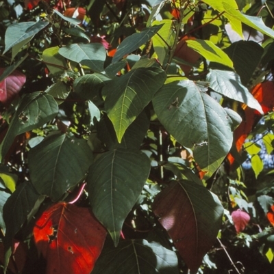 Homalanthus populifolius (Bleeding Heart) at Tilba Tilba, NSW - 6 Dec 1996 by BettyDonWood