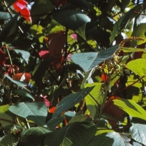 Homalanthus populifolius at undefined - 6 Dec 1996