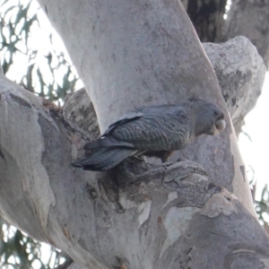 Callocephalon fimbriatum at Deakin, ACT - suppressed