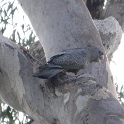Callocephalon fimbriatum (Gang-gang Cockatoo) at Red Hill Nature Reserve - 23 Dec 2018 by JackyF