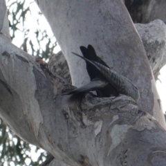 Callocephalon fimbriatum at Deakin, ACT - suppressed