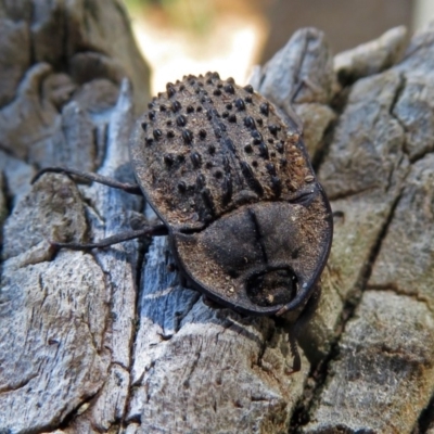 Helea ovata (Pie-dish beetle) at Fyshwick, ACT - 23 Dec 2018 by RodDeb